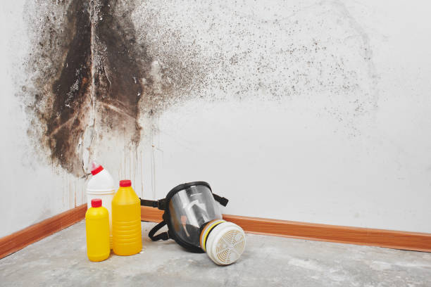 Best Residential Mold Remediation in Englewood Cliffs, NJ