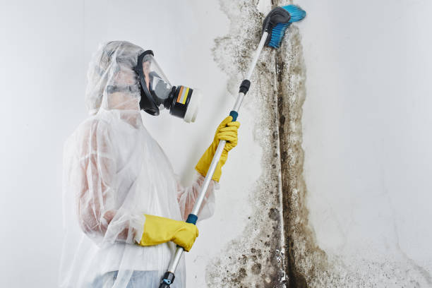 Best Basement Mold Remediation in Englewood Cliffs, NJ