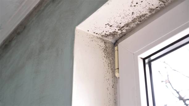 Best Industrial Mold Remediation in Englewood Cliffs, NJ