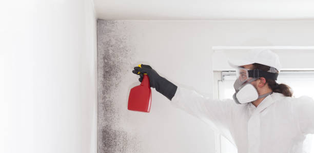 Reliable Englewood Cliffs, NJ Mold Remediation Solutions