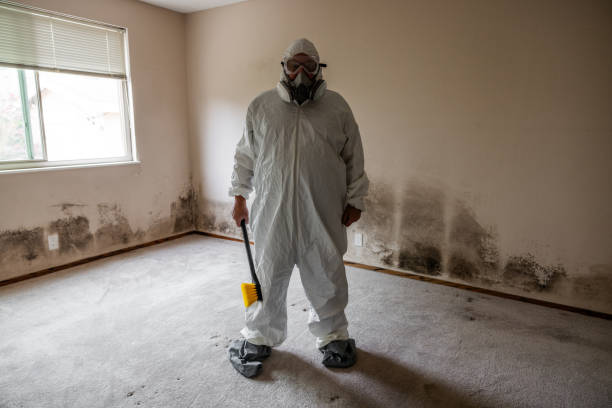 Best White Mold Remediation in Englewood Cliffs, NJ